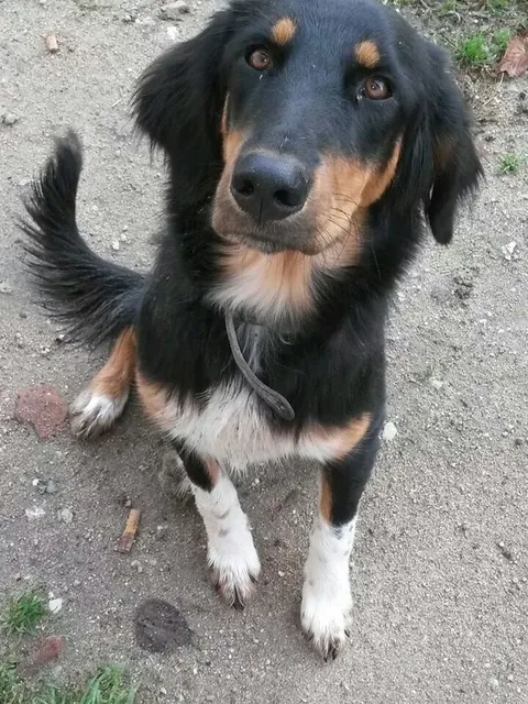 gahya