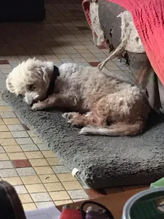 Chien perdu Coton de Tulear