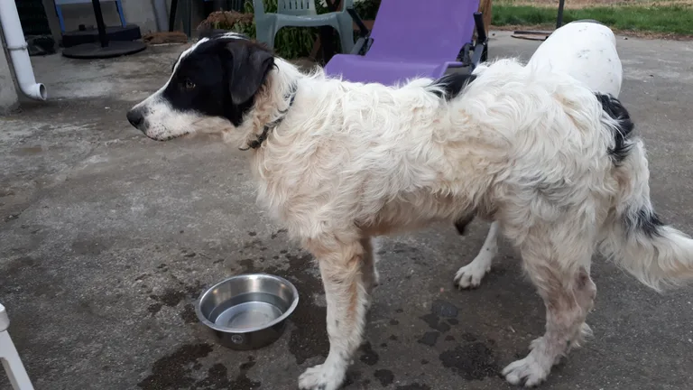 Chien trouvé