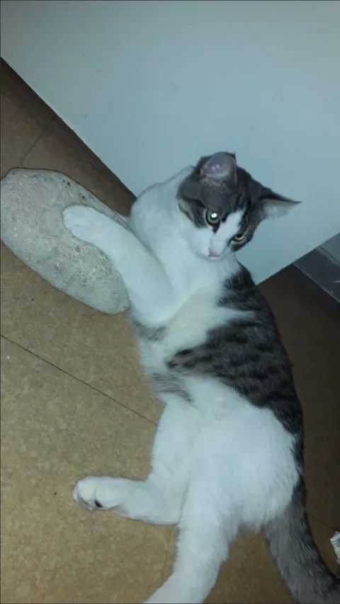 Oggy