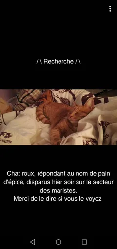 Chat perdu Sans race particulière