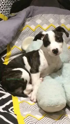 Chien perdu American-Staffordshire-Terrier