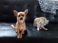 Chien perdu Chihuahua