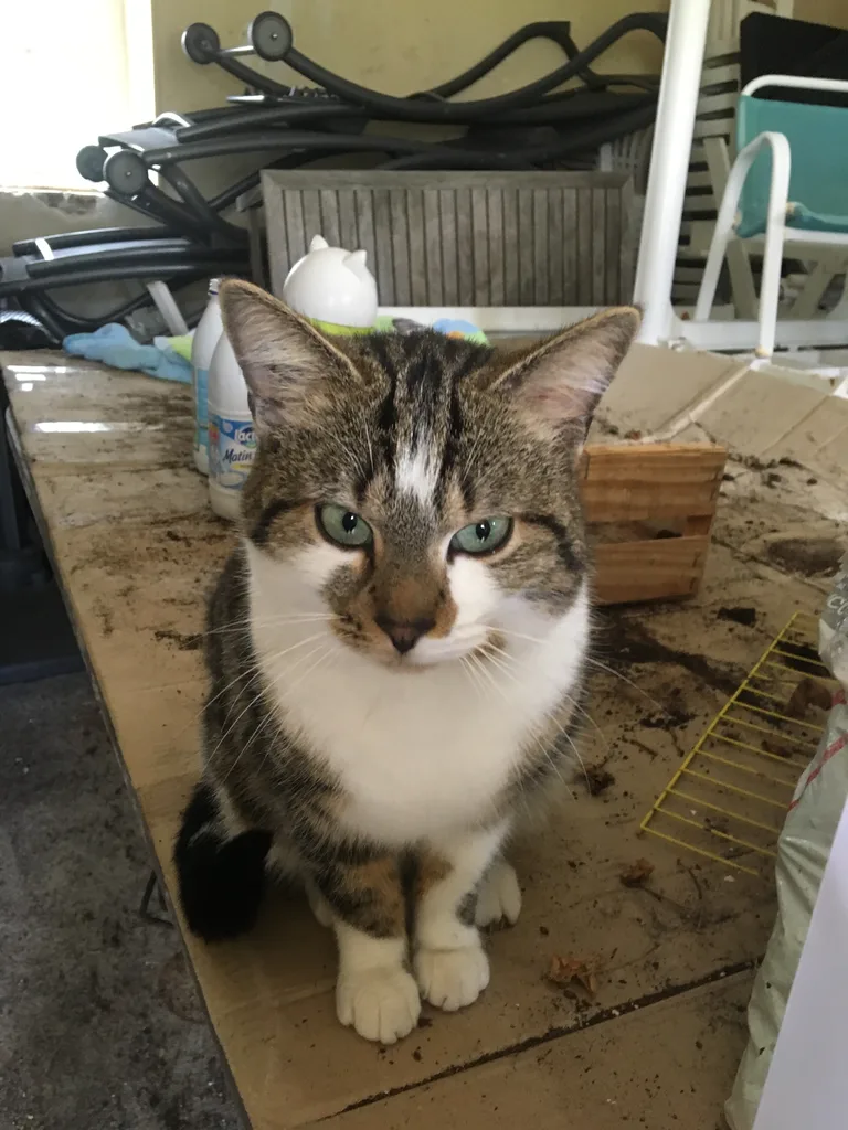Chat trouvé