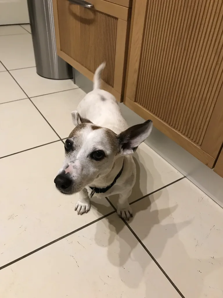 Chien trouvé
