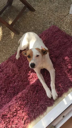 Chien perdu Jack-Russell-Terrier