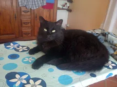 Chat perdu Européen