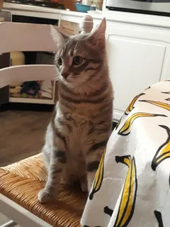 Chat perdu Européen