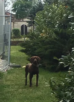 Chien trouvé Braque Allemand