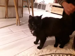 Chat trouvé Européen