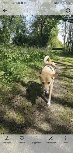 Chien perdu Croisé