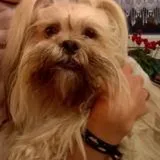 Chien perdu Lhassa Apso