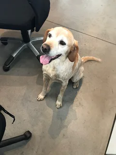 Chien trouvé Epagneul Français