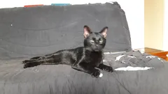 Chat trouvé Européen