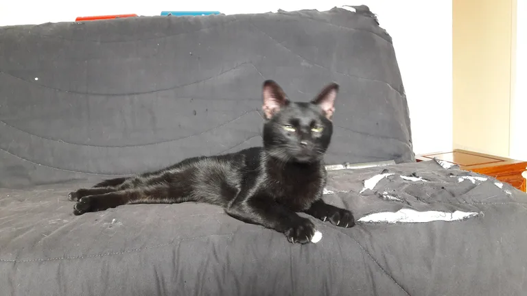 Chat trouvé