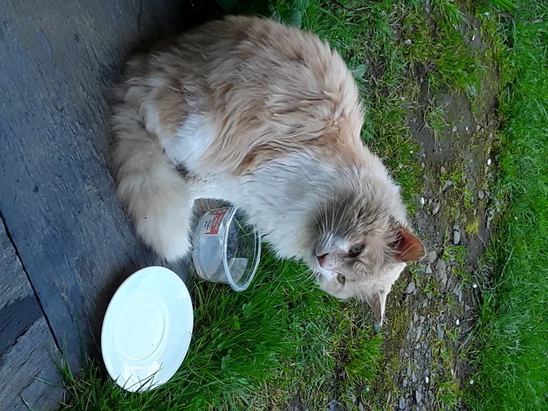 Chat trouvé