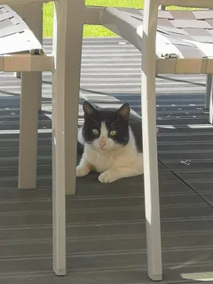 Chat trouvé Européen