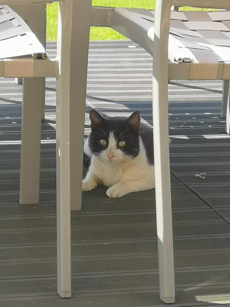 Chat trouvé