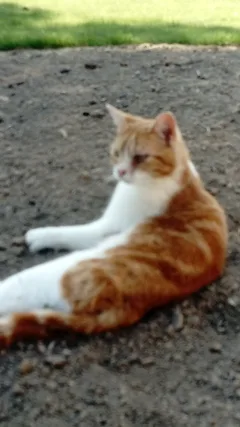 Chat trouvé Sans race particulière