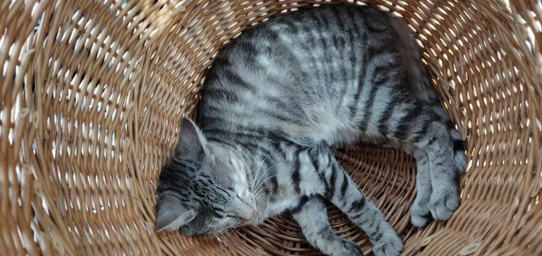 Chat trouvé