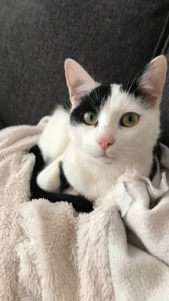 Chat perdu Européen