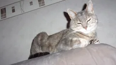 Chat perdu Européen