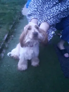 Chien trouvé Cocker Américain
