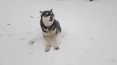 Chien perdu Husky Sibérien