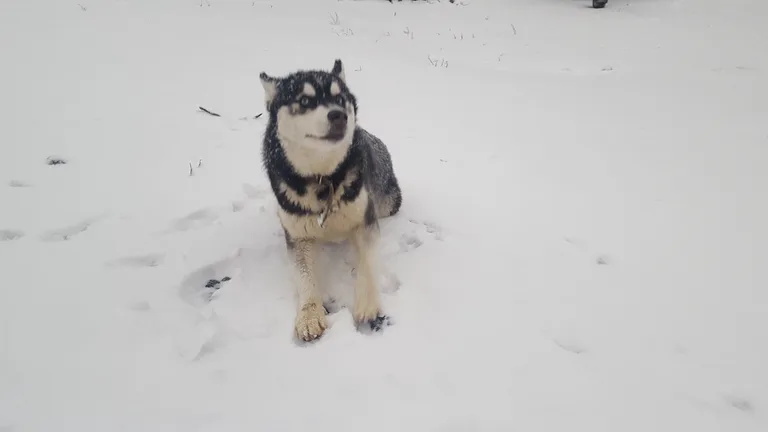 naska