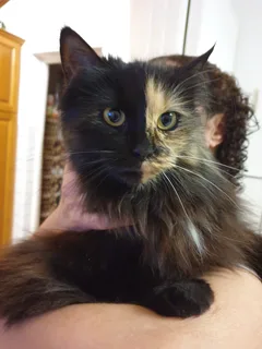 Chat perdu Sans race particulière