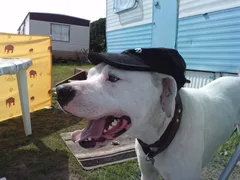 Chien perdu Dogue Argentin