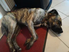 Chien trouvé Pitbull