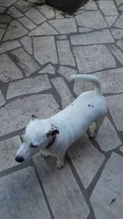 Chien trouvé Jack-Russell-Terrier