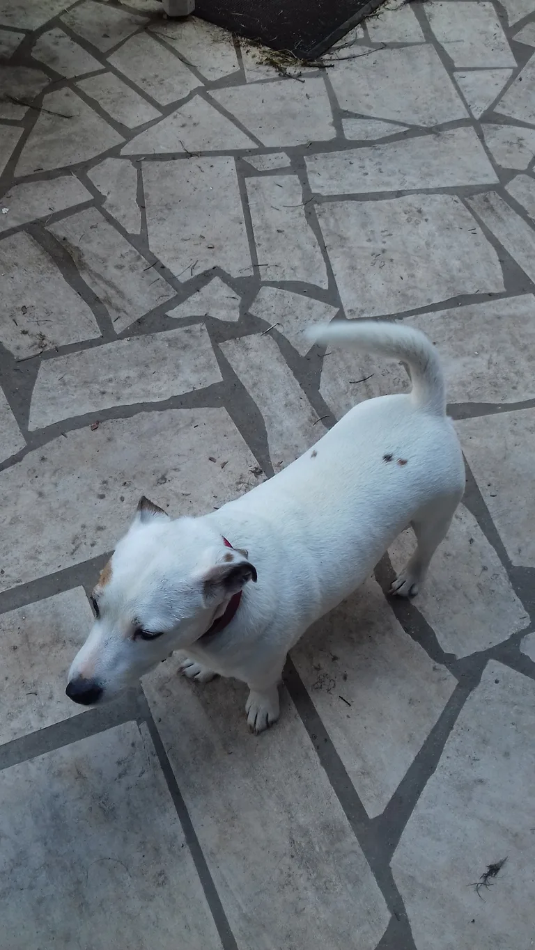 Chien trouvé