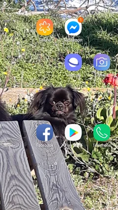 Chien perdu Epagneul Tibétain