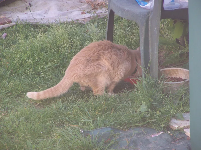 Chat trouvé