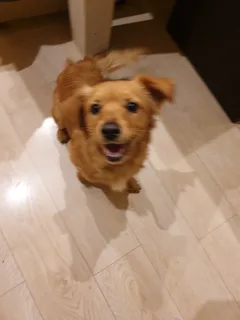 Chien trouvé Chien Courant