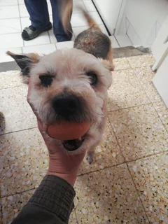 Chien trouvé Yorkshire Terrier