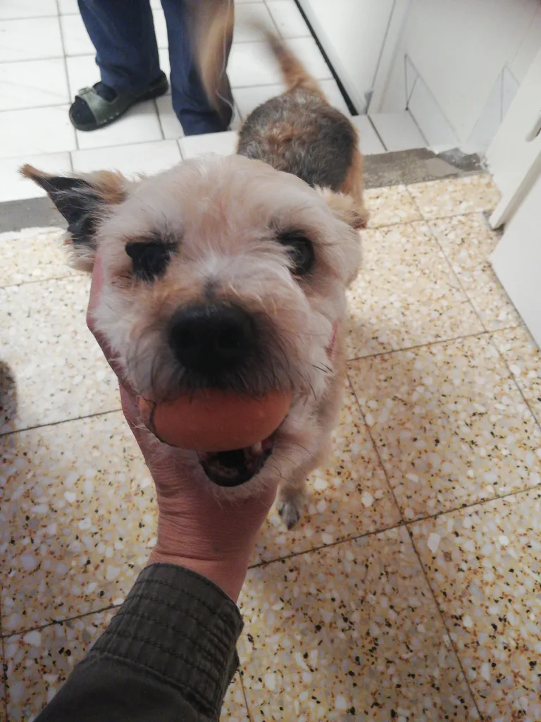 Chien trouvé