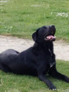 Chien trouvé Labrador-Retriever