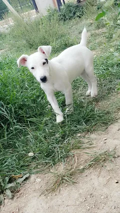 Chien perdu Jack-Russell-Terrier
