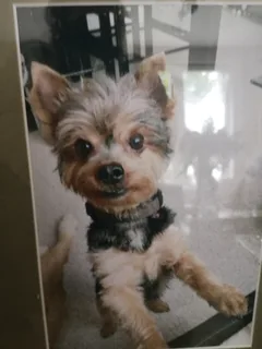 Chien perdu Yorkshire Terrier