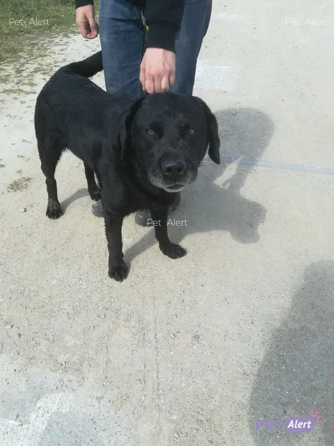 Chien trouvé