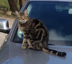 Chat perdu Croisé