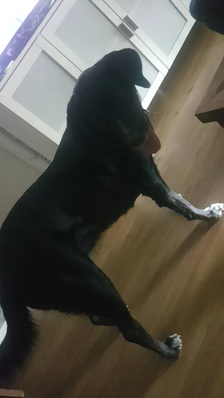 Chipie