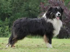 Chien perdu Berger Australien