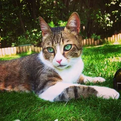 Chat perdu Européen