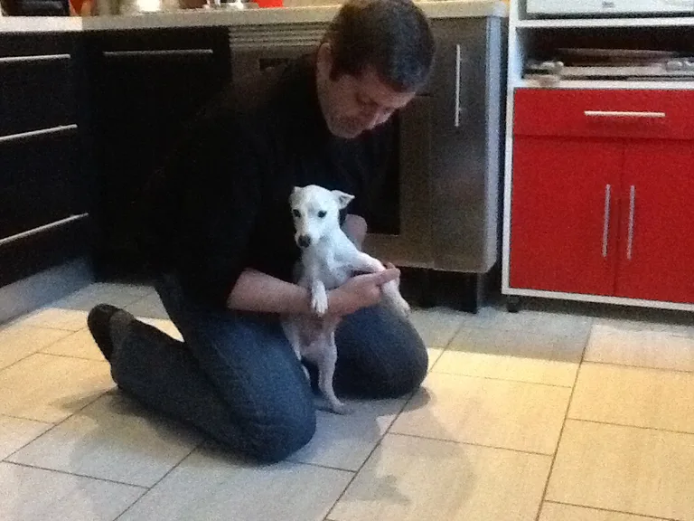 Chien trouvé