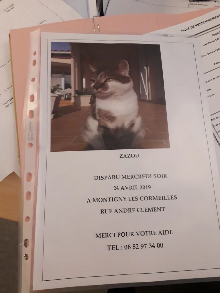 zazou
