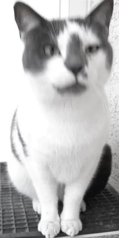 Chat perdu Européen